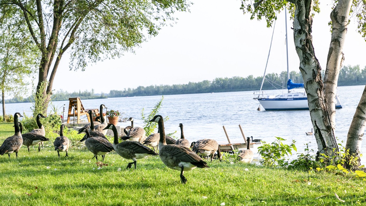 Photo of Others in Brossard
