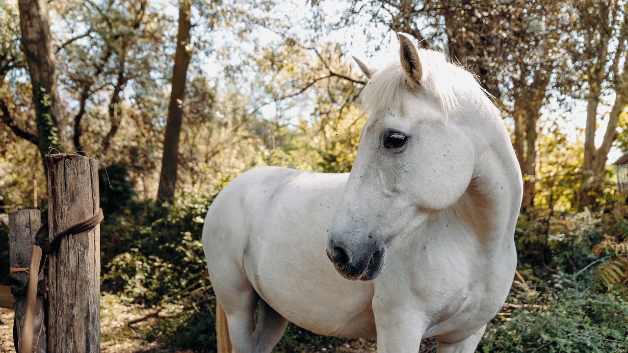 Photo of Others in Juvignac