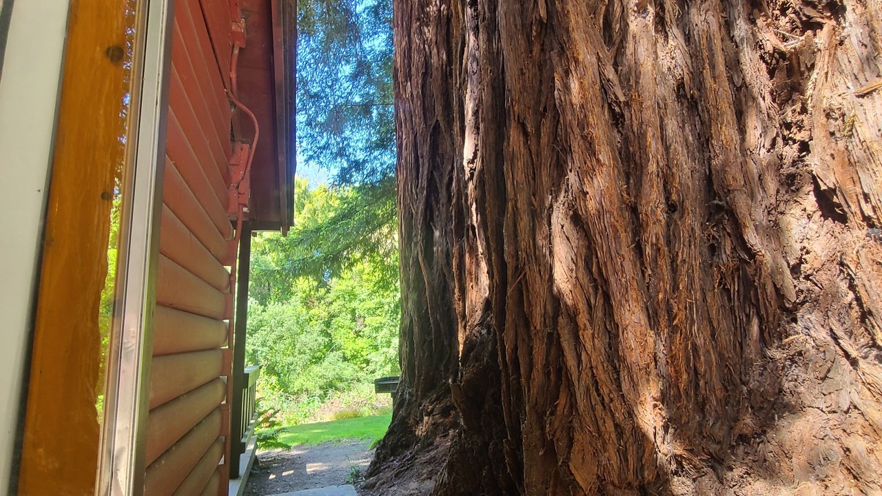 Photo of Livingroom in Felton