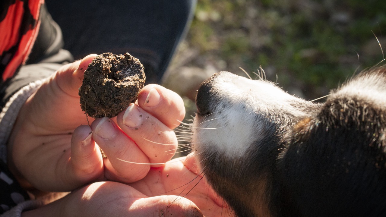 Photo of Others in Grignan
