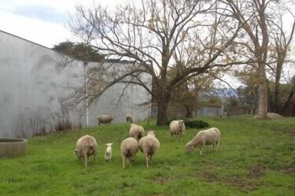 Photo of Outdoor in Yering