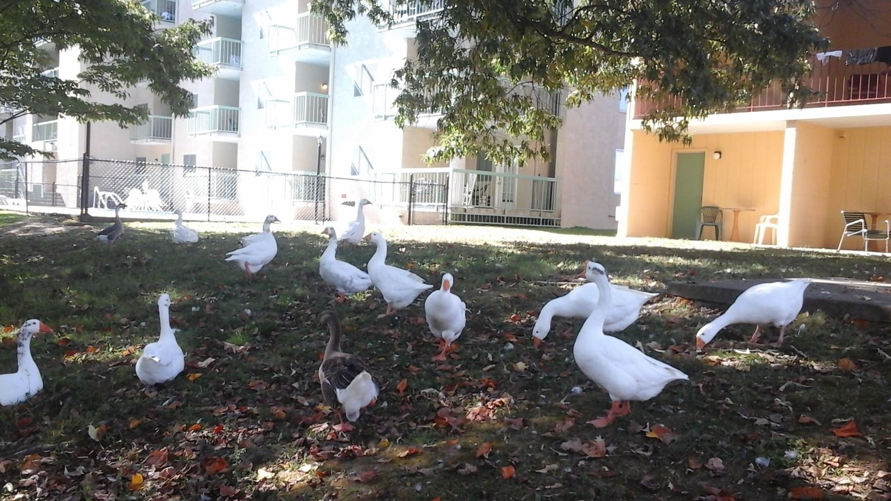 Photo of Outdoor in Pigeon Forge