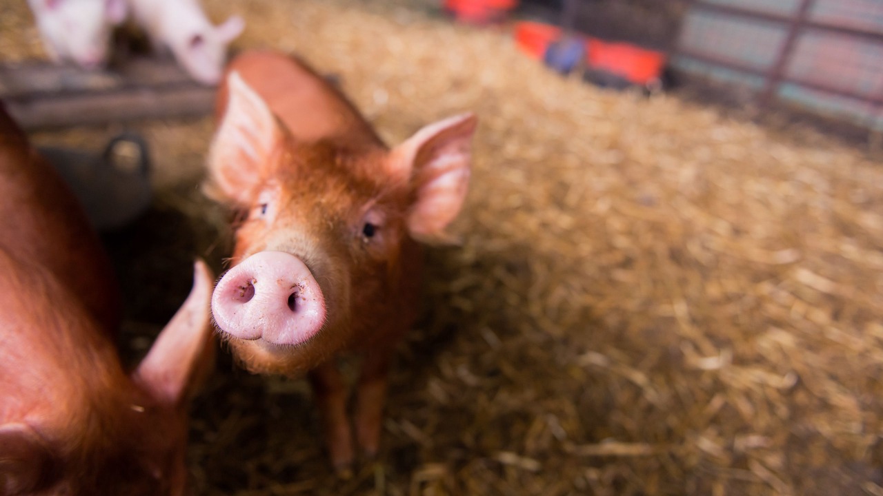 Photo of Outdoor in Broadwas