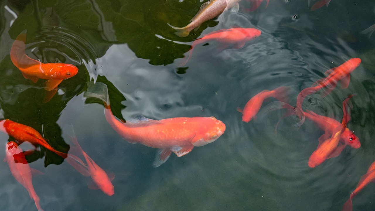 Photo of Others in Kaitaia