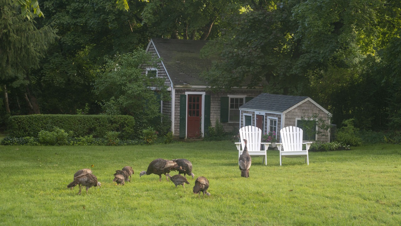 Photo of Outdoor in Yarmouth Port