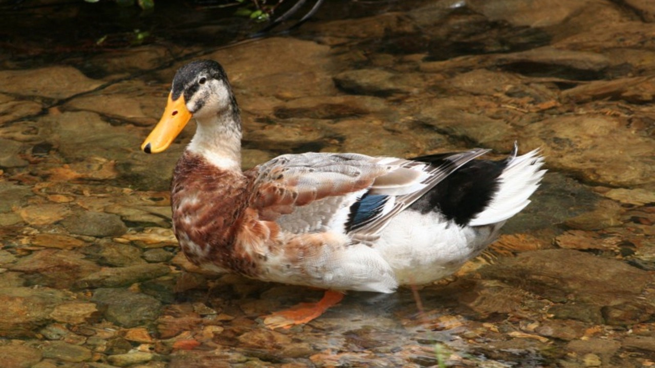 Photo of Outdoor in Tapu