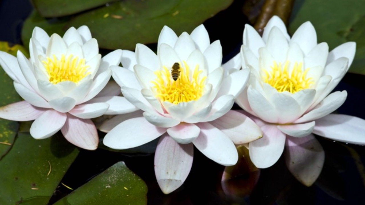 Photo of Outdoor in Tapu