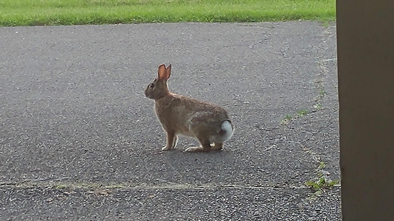 Photo of Outdoor in Owego