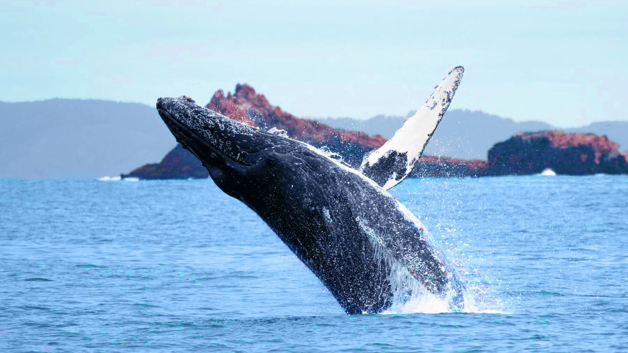 Photo of Others in Half Moon Bay