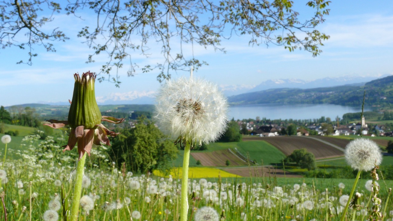 Photo of Others in Seengen