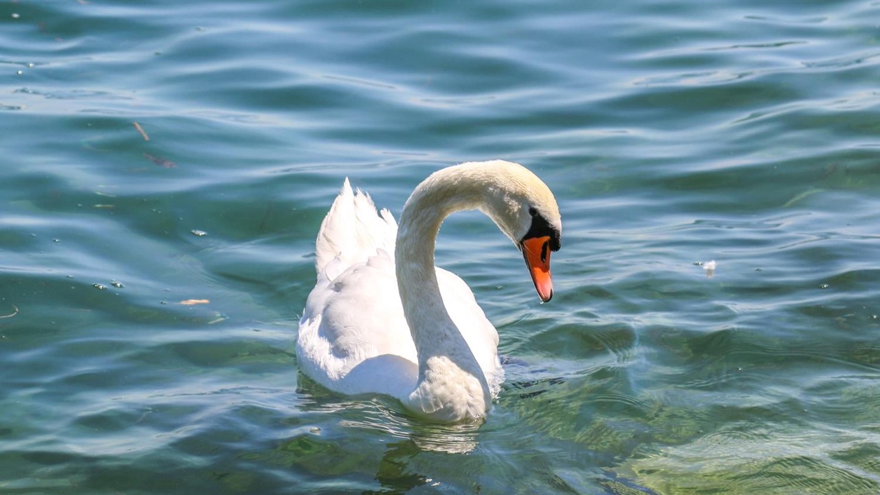 Photo of Others in Horgen District