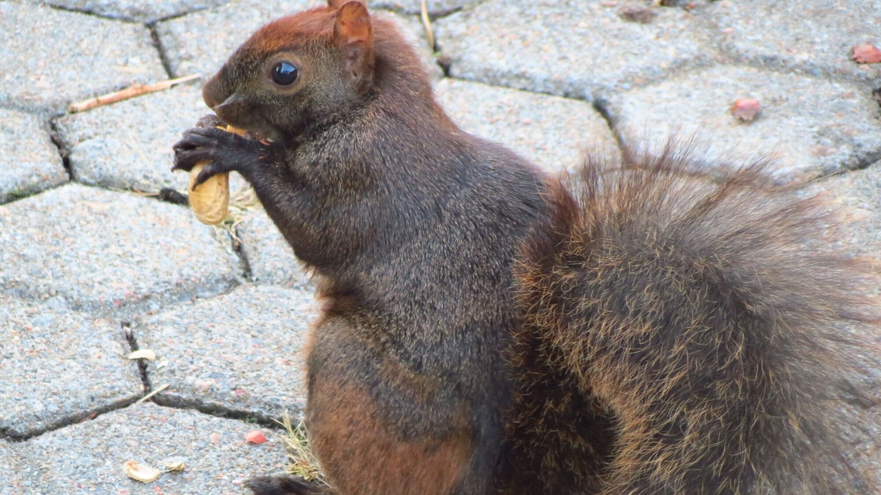 Photo of Others in Trois-Rivieres
