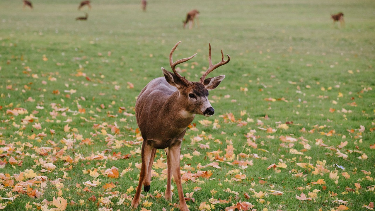 Photo of Outdoor in Port Townsend