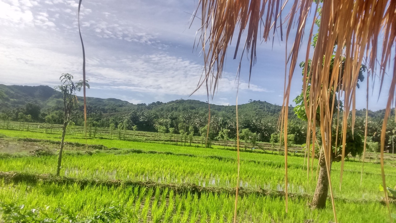 Photo of Others in Selong Belanak