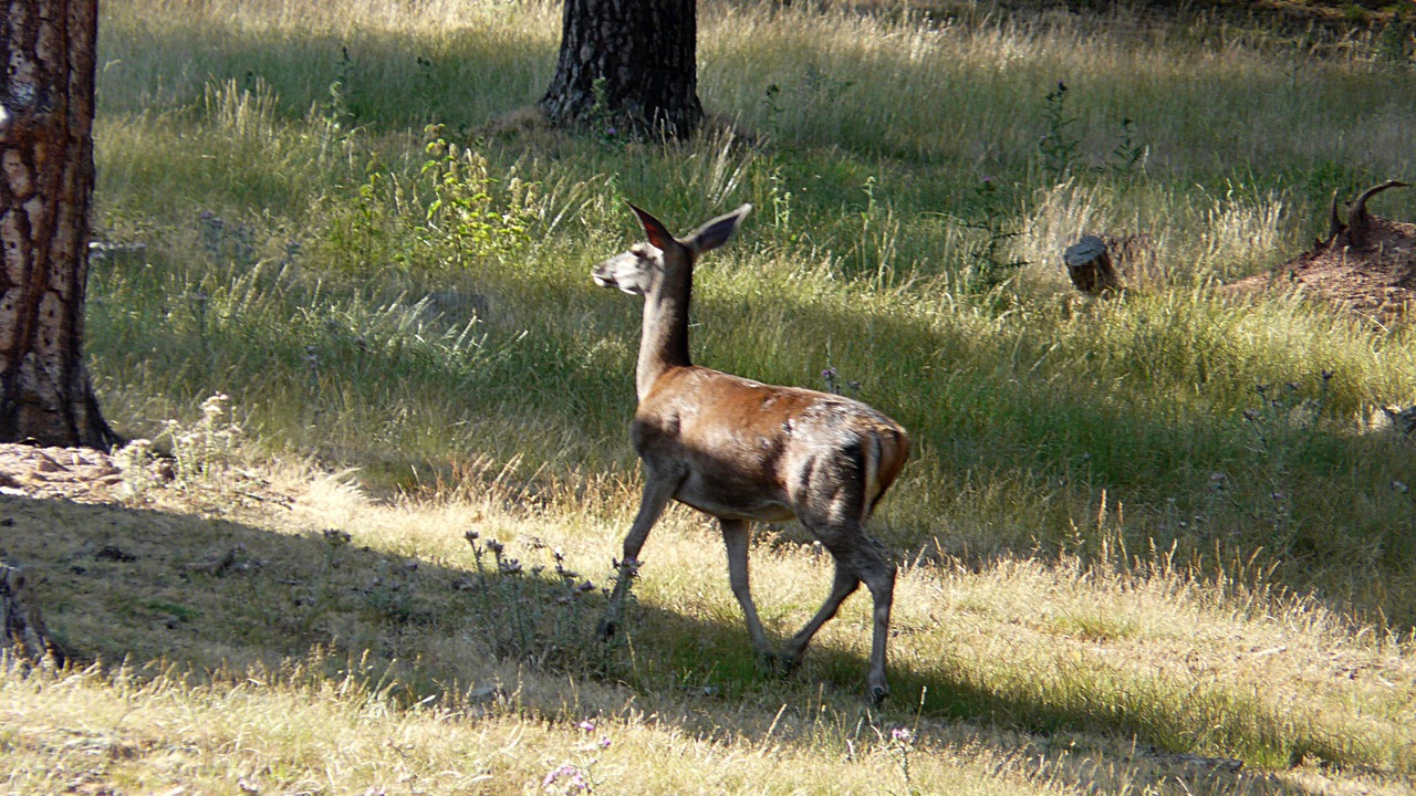 Photo of Outdoor in Quintanar de la Sierra