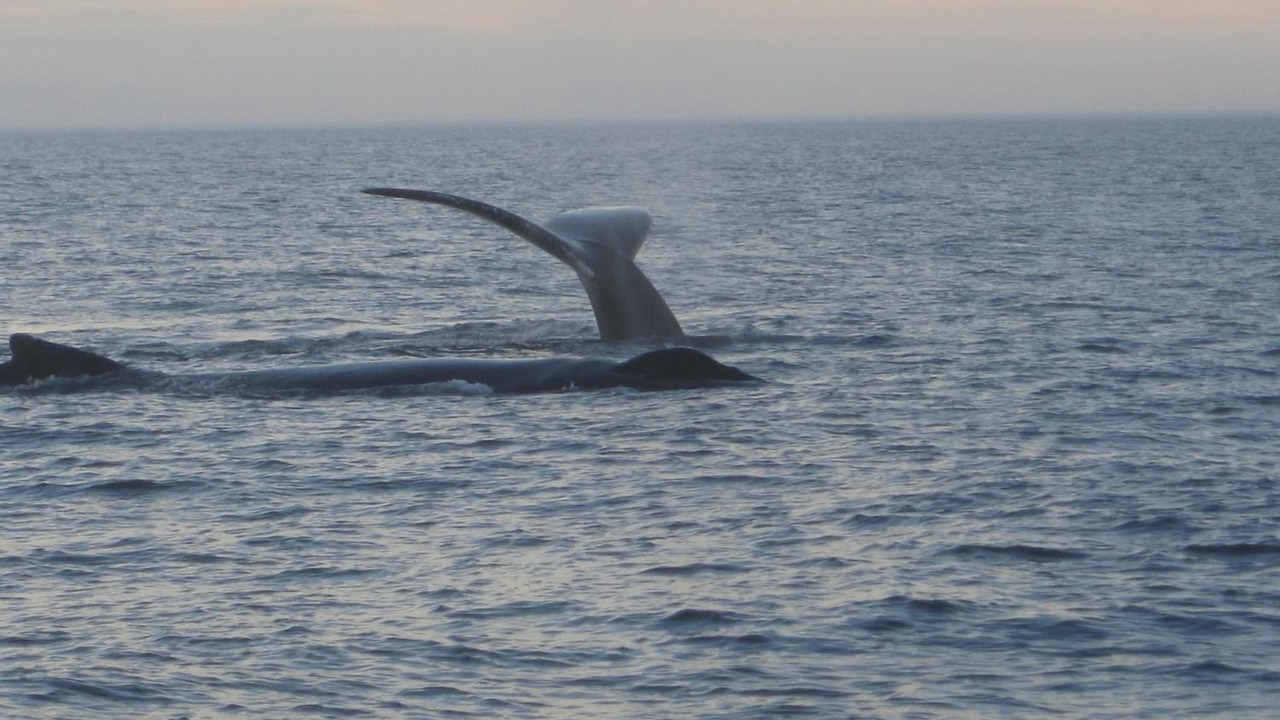 Photo of Others in Granville Ferry
