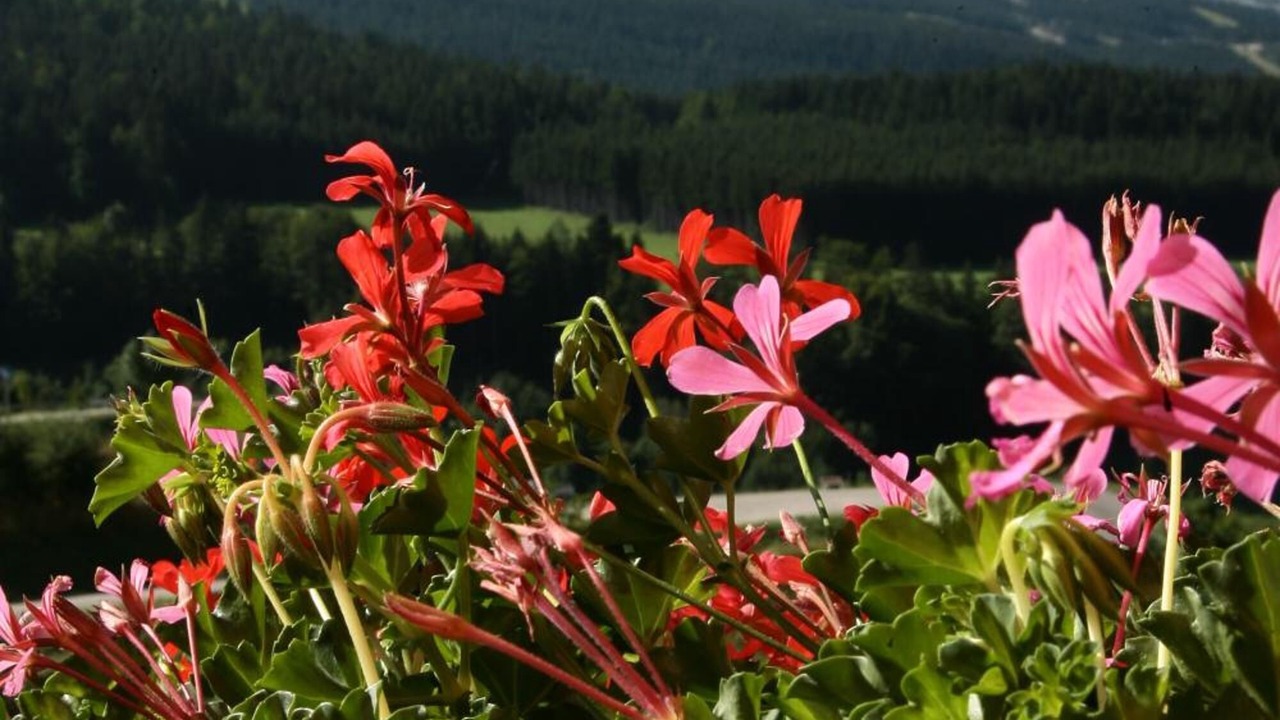 Photo of Outdoor in Villard-de-Lans