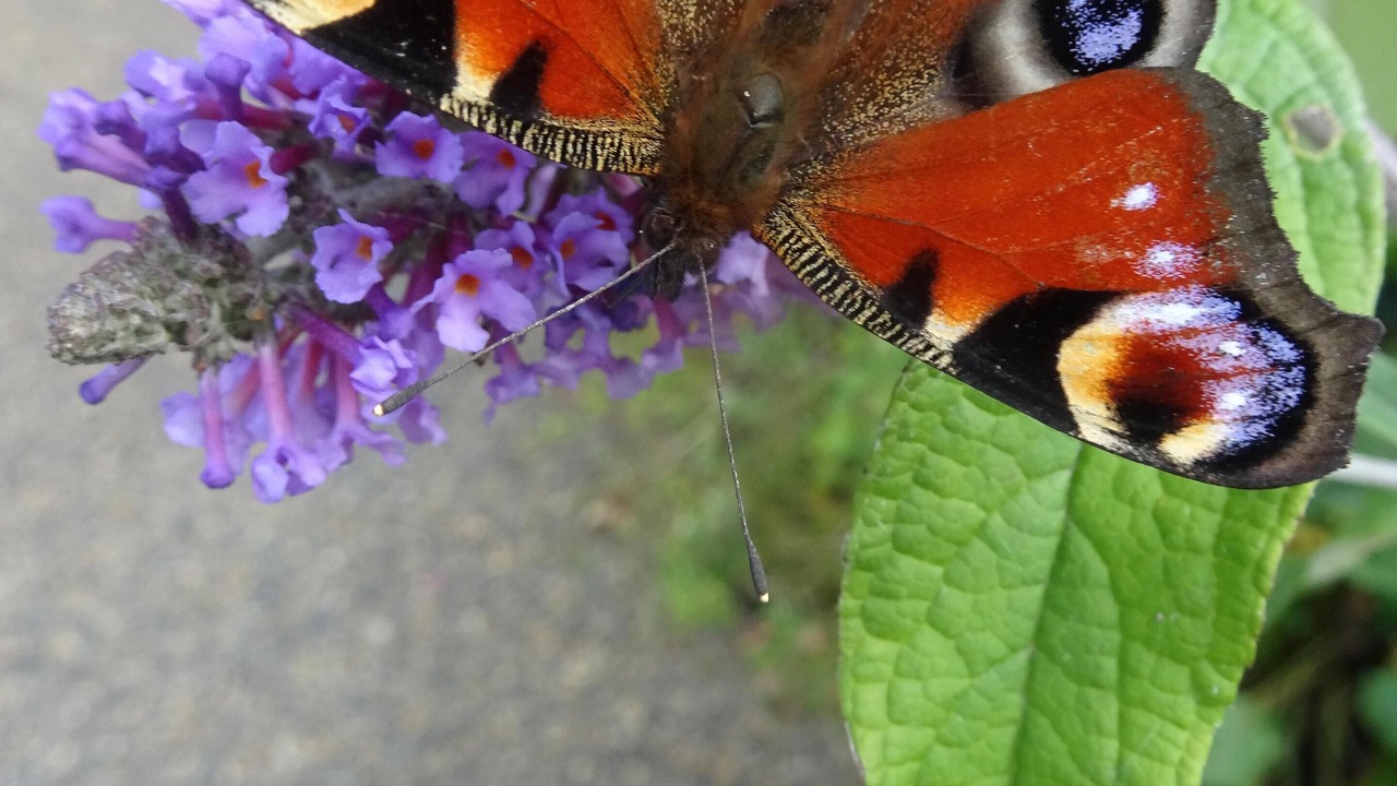 Photo of Others in Newcastleton