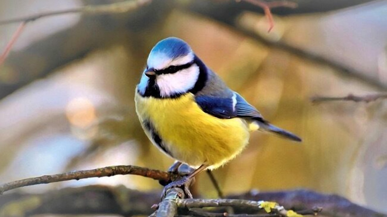 Photo of Others in Saint-Jean-de-Sauves