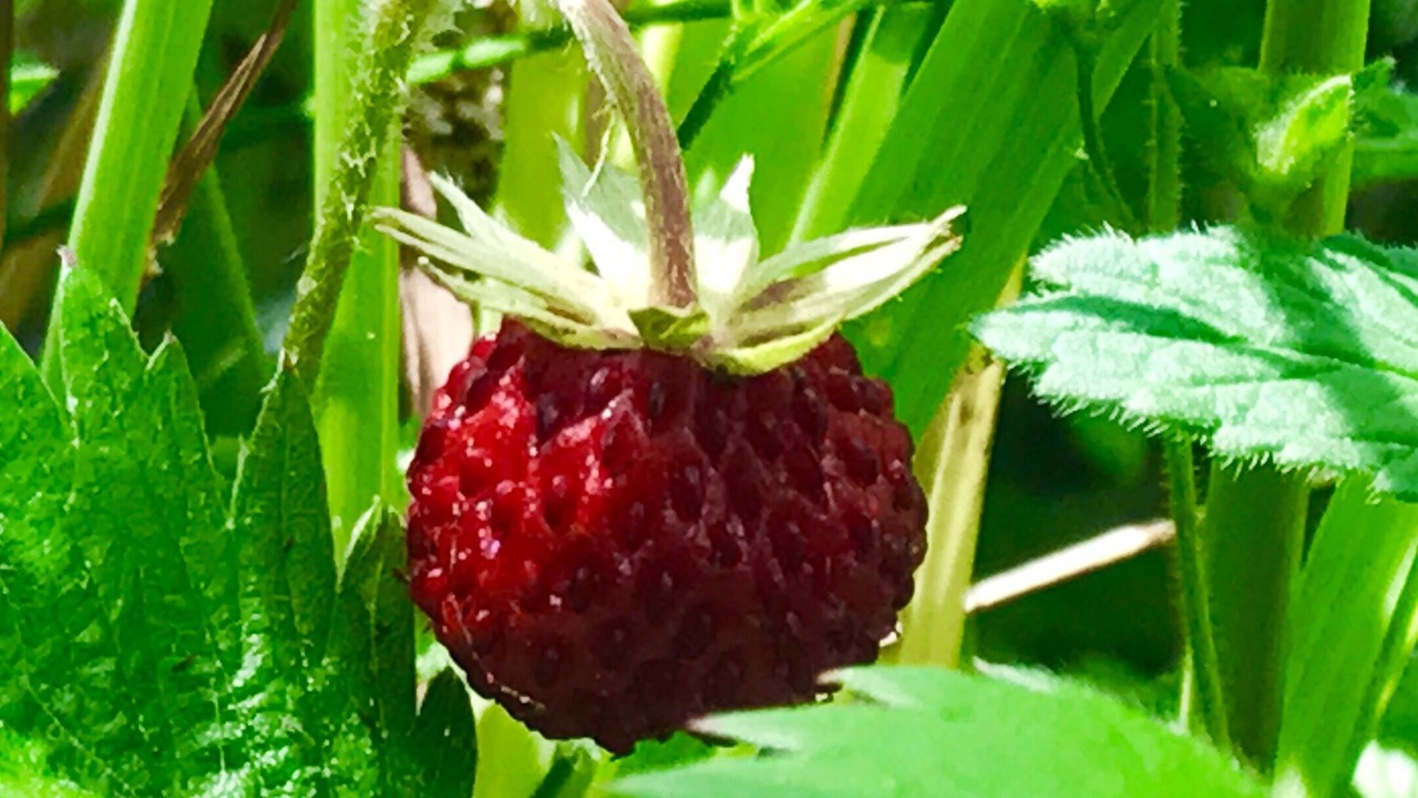 Photo of Others in Saint-Antheme