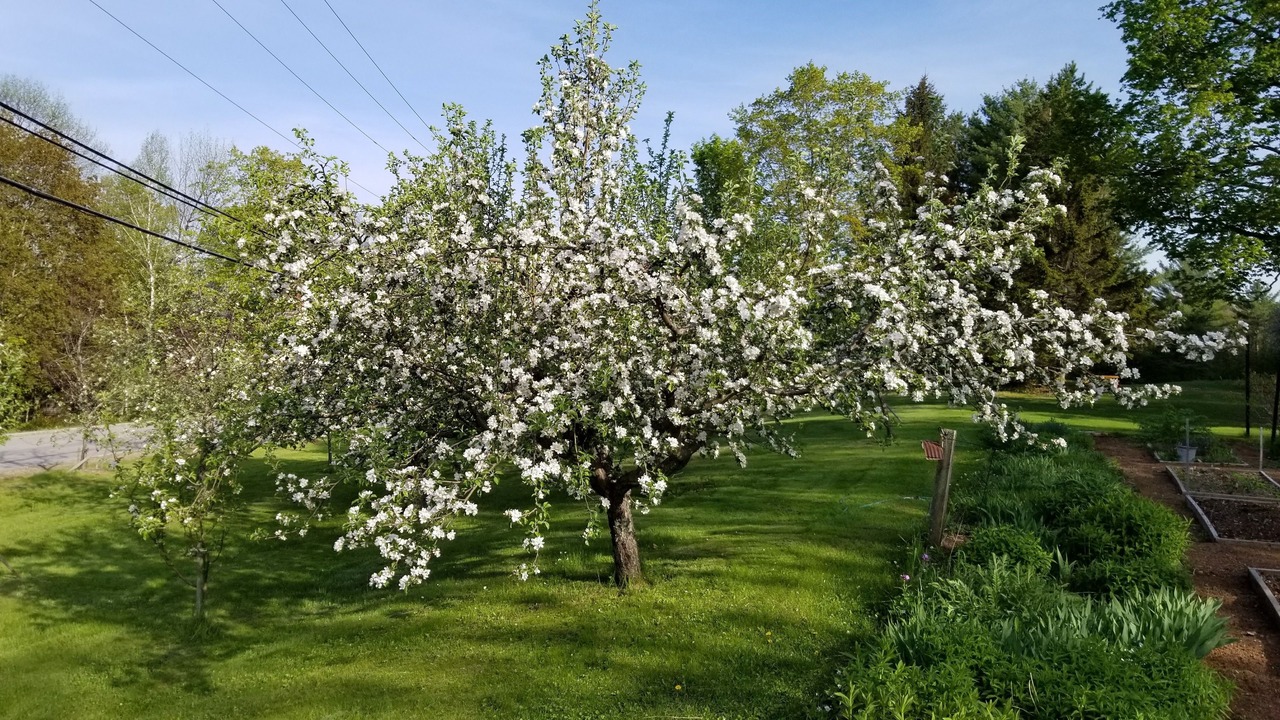 Photo of Outdoor in Chocorua