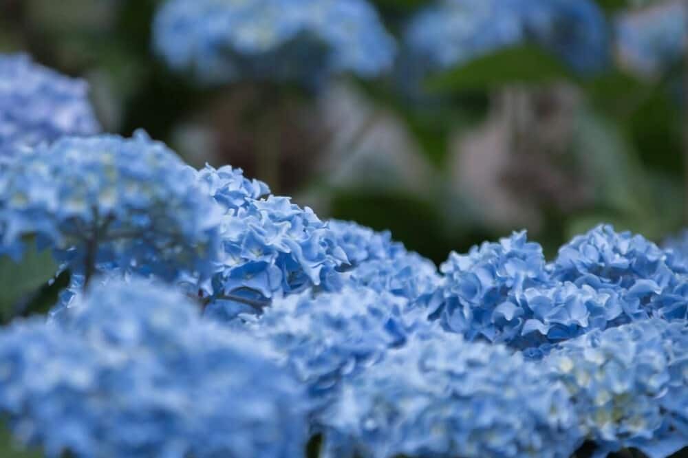 Photo of Outdoor in Fraisse-sur-Agout