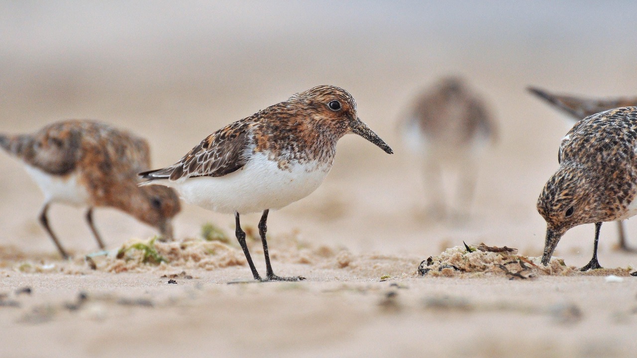 Photo of Others in Lossiemouth