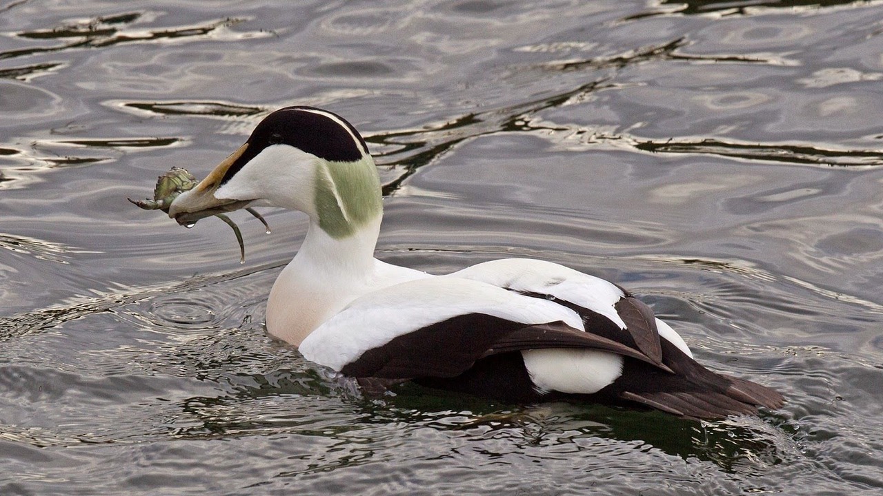 Photo of Others in Lossiemouth