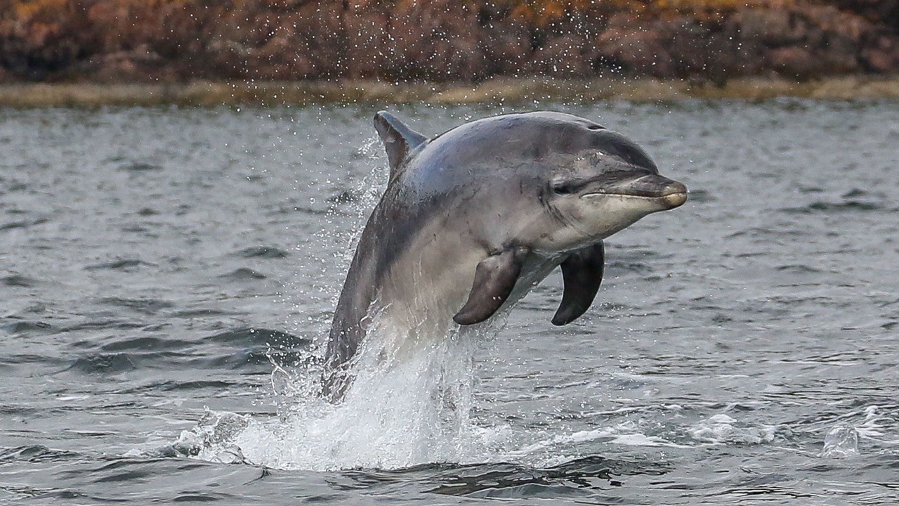 Photo of Others in Lossiemouth