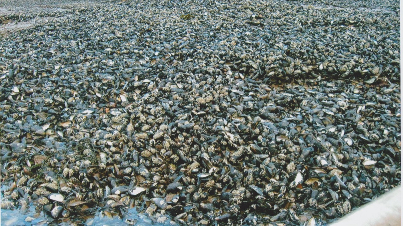Photo of Others in Bear River