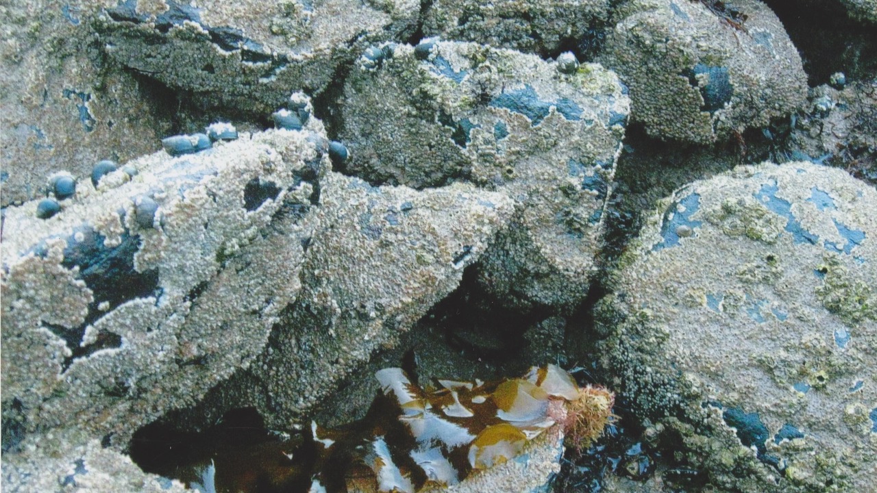 Photo of Others in Bear River