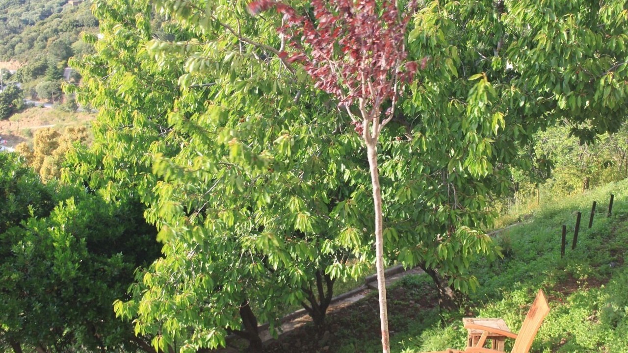 Photo of Outdoor in Belgodere