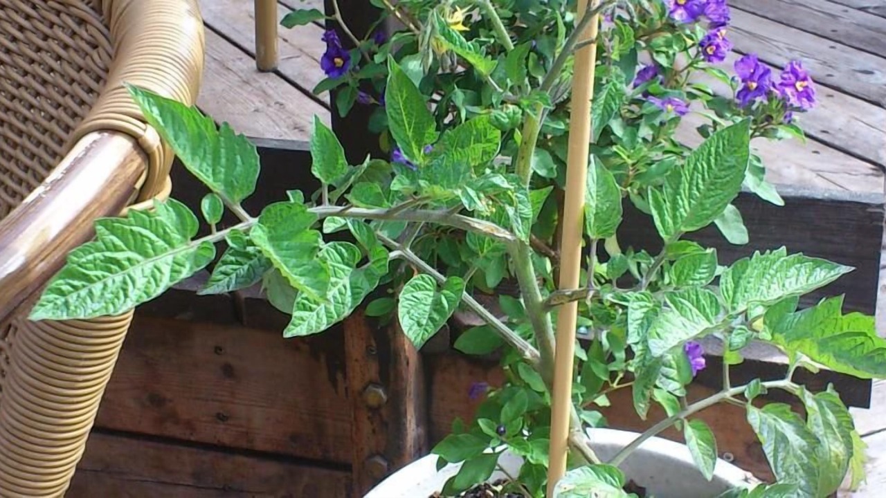 Photo of Patio Balcony in Ribe