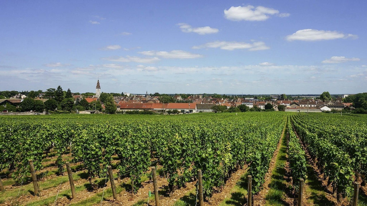 Photo of Others in Nuits-Saint-Georges