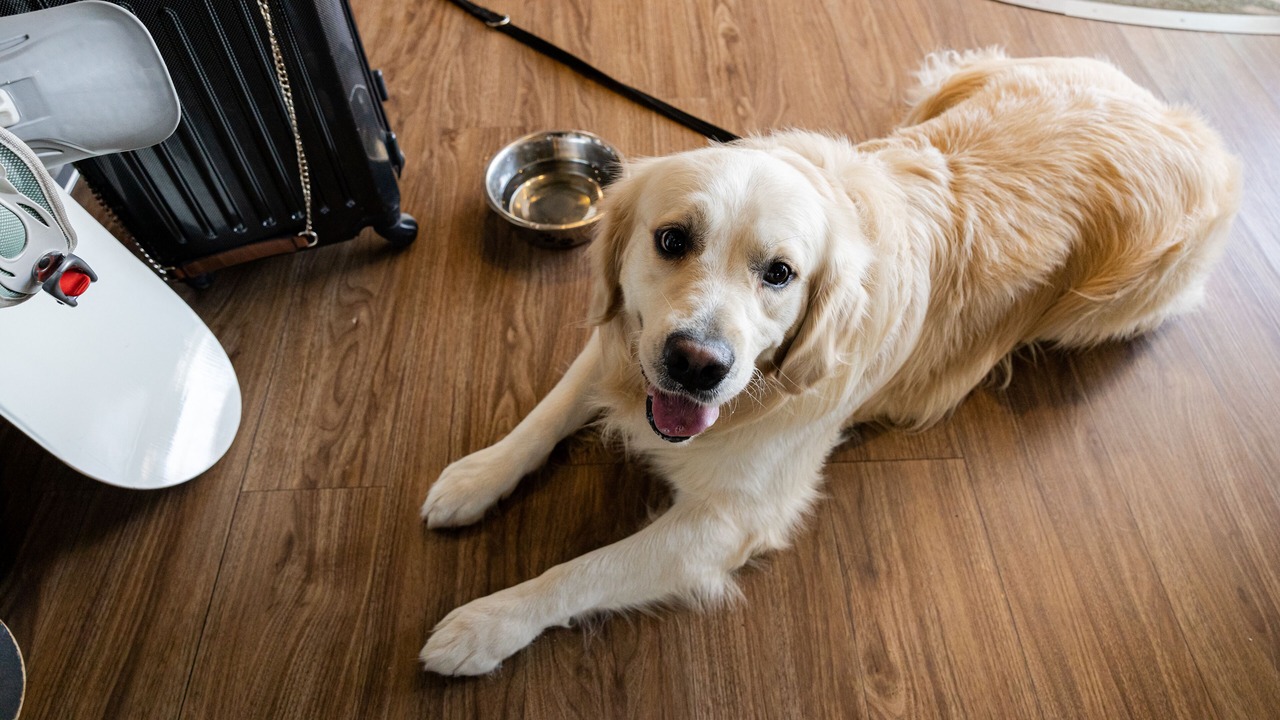 Photo of Others in Perpignan