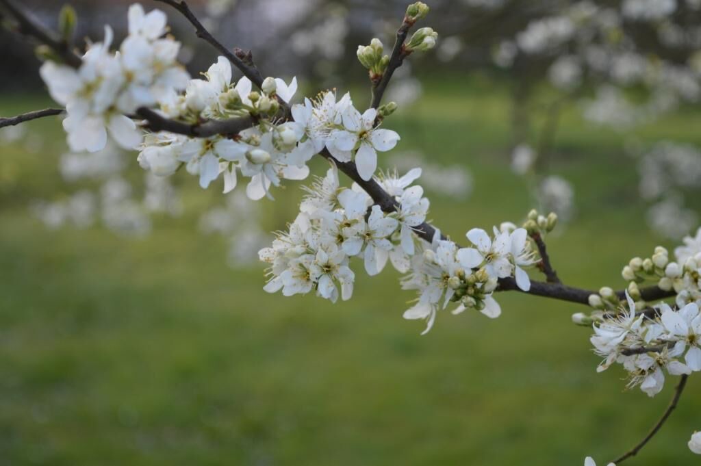 Photo of Others in Folkton