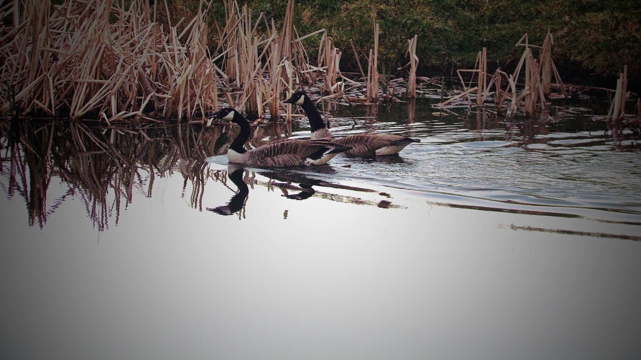 Photo of Outdoor in Loppington