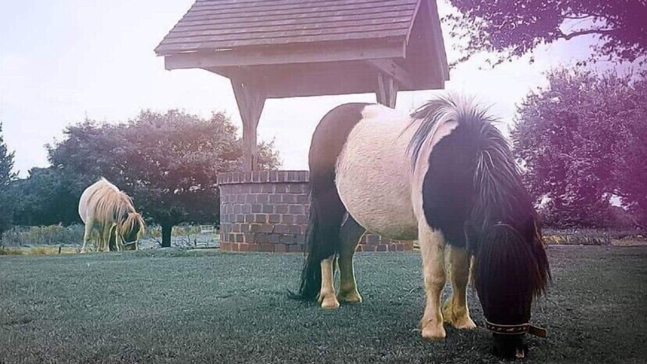 Photo of Outdoor in Loppington