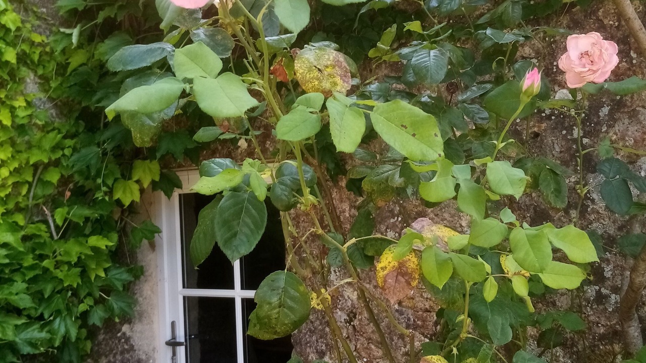 Photo of Others in Gans