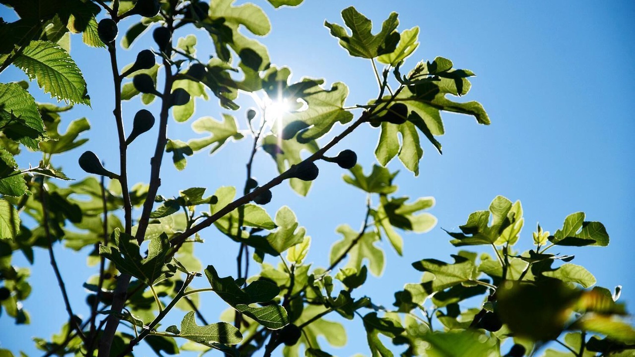 Photo of Outdoor in Svaneke