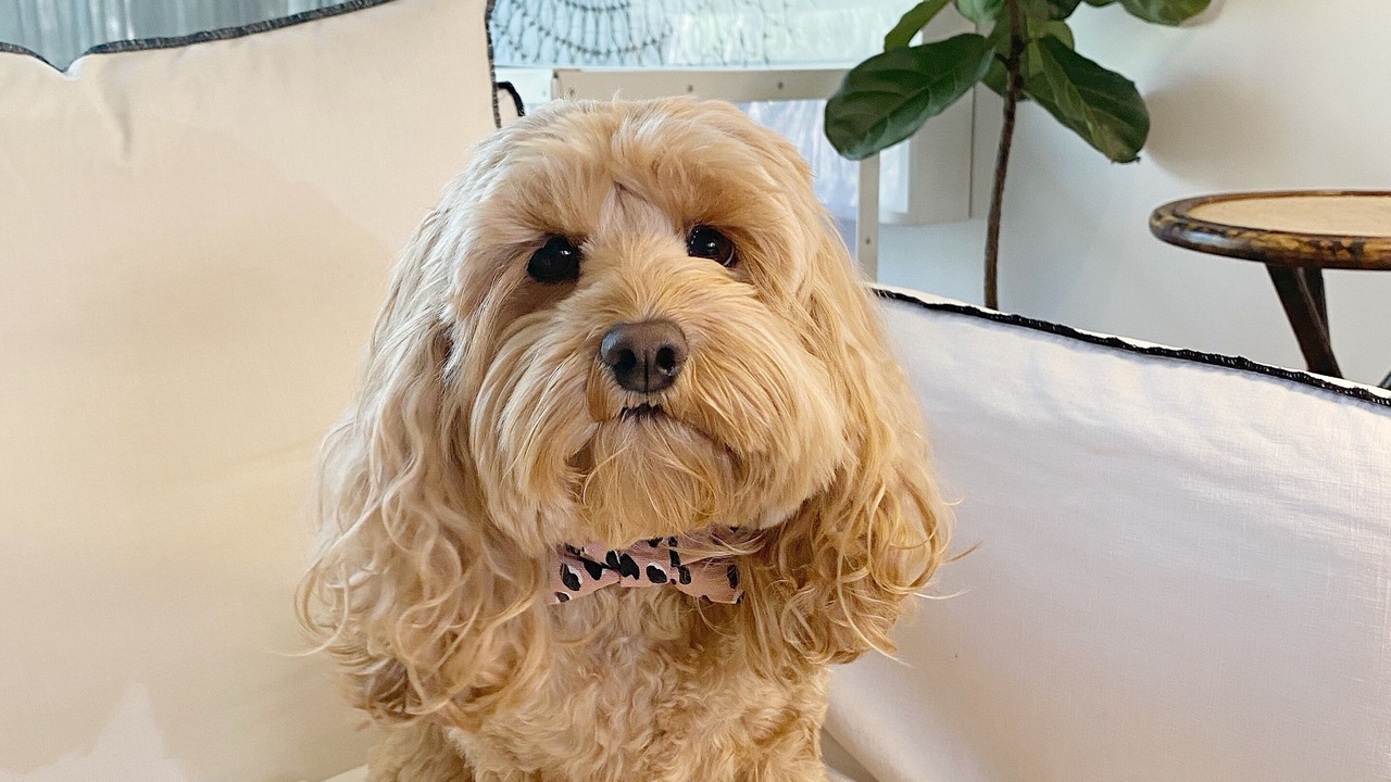 Photo of Bedroom in Mollymook Beach