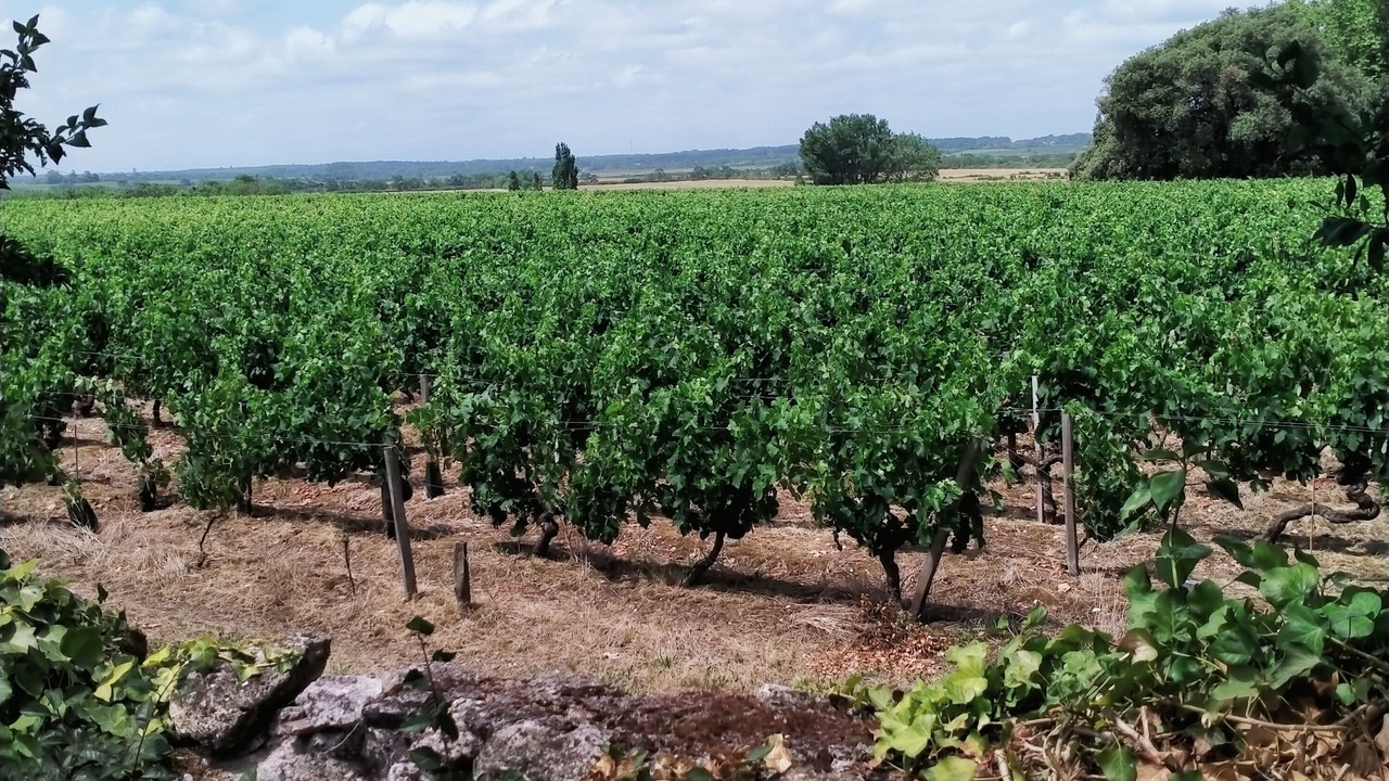 Photo of Outdoor in Saint-Seurin-de-Cadourne