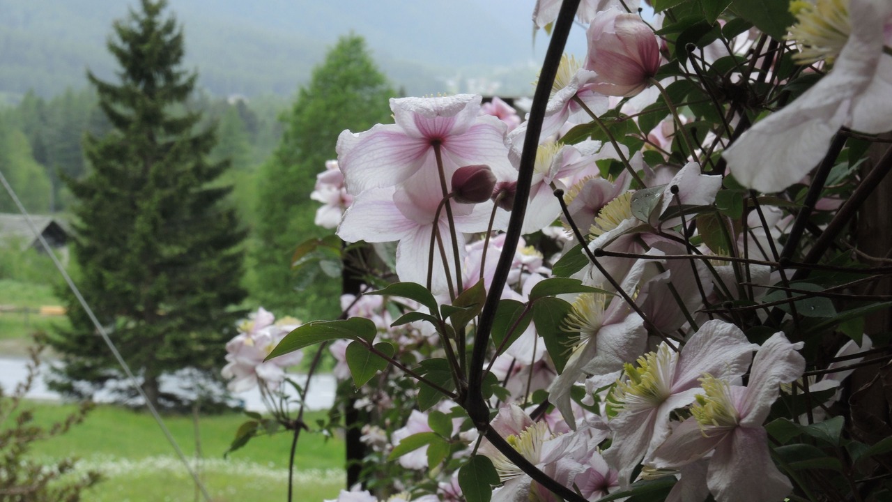 Photo of Others in Bregaglia