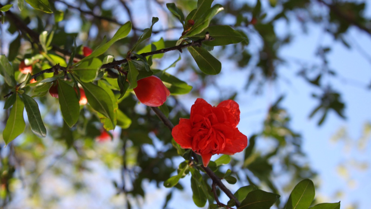 Photo of Outdoor in Carlsbad