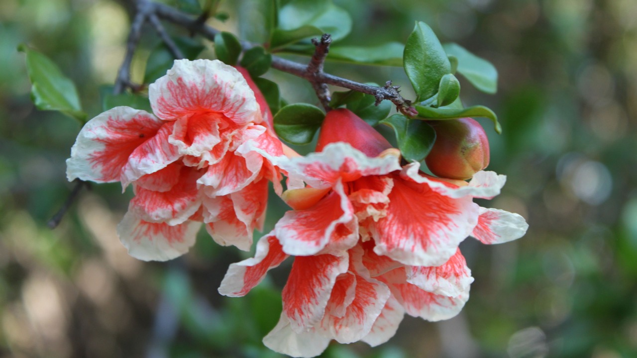 Photo of Outdoor in Carlsbad