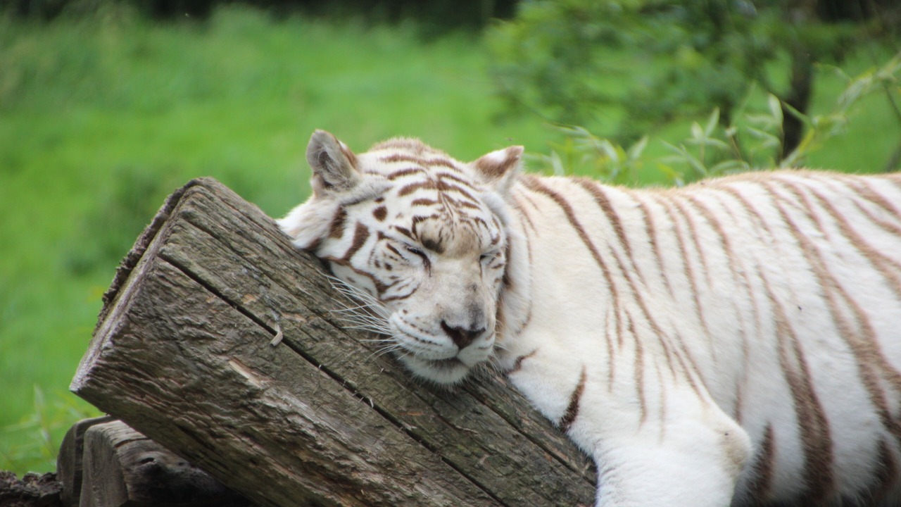 Photo of Others in Lisieux