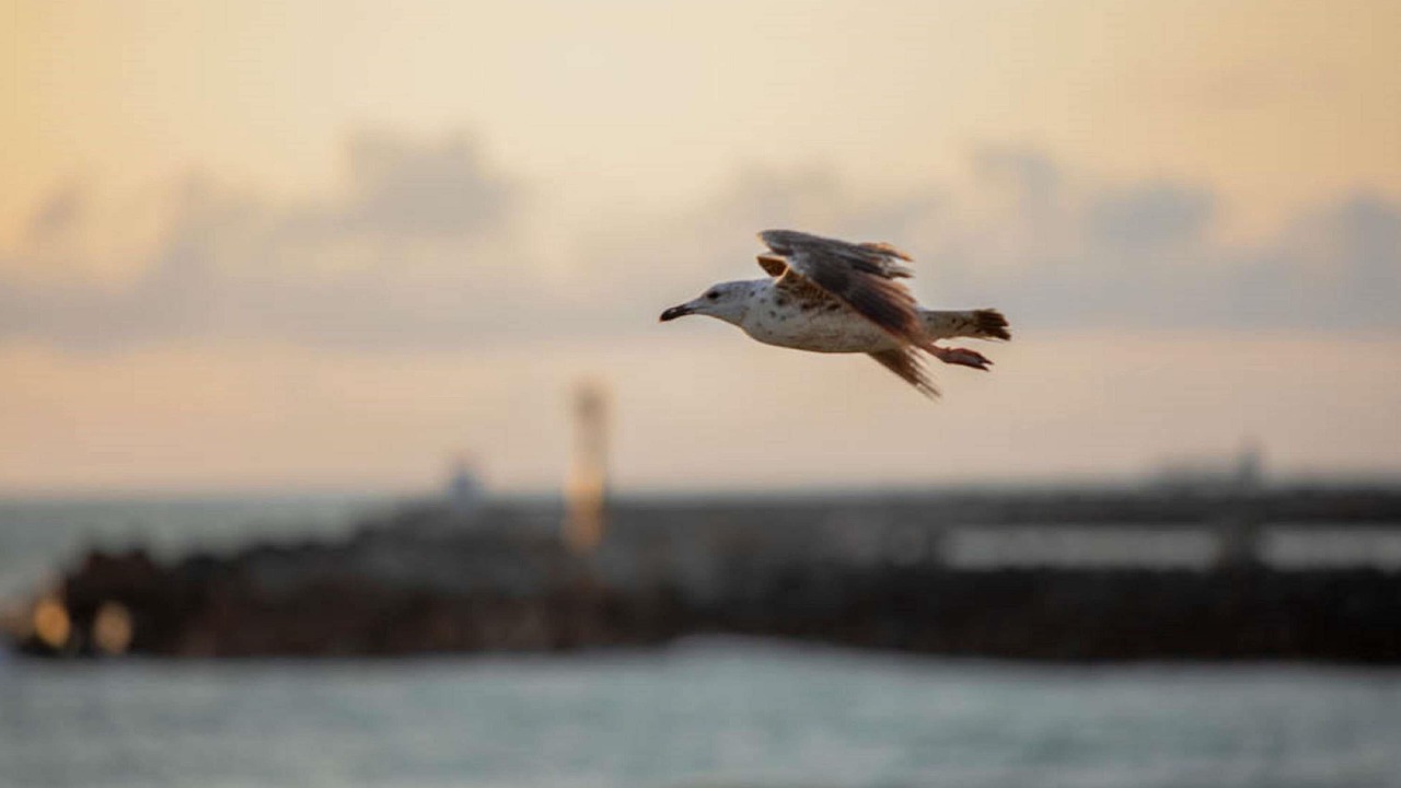 Photo of Others in Ciboure