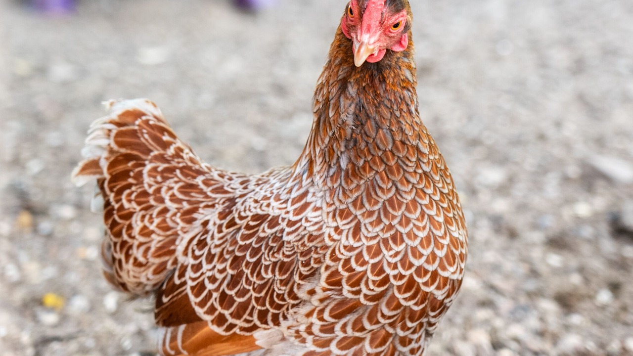 Photo of Outdoor in Honfleur