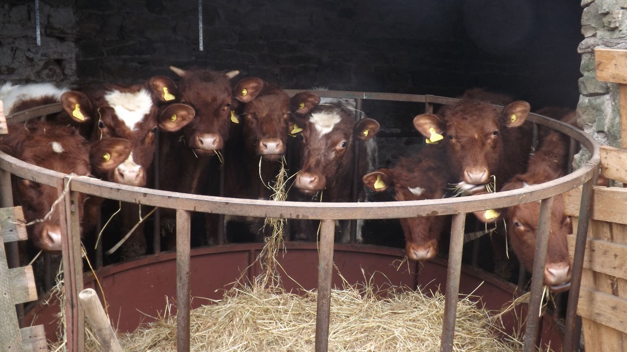 Photo of Others in Haltwhistle