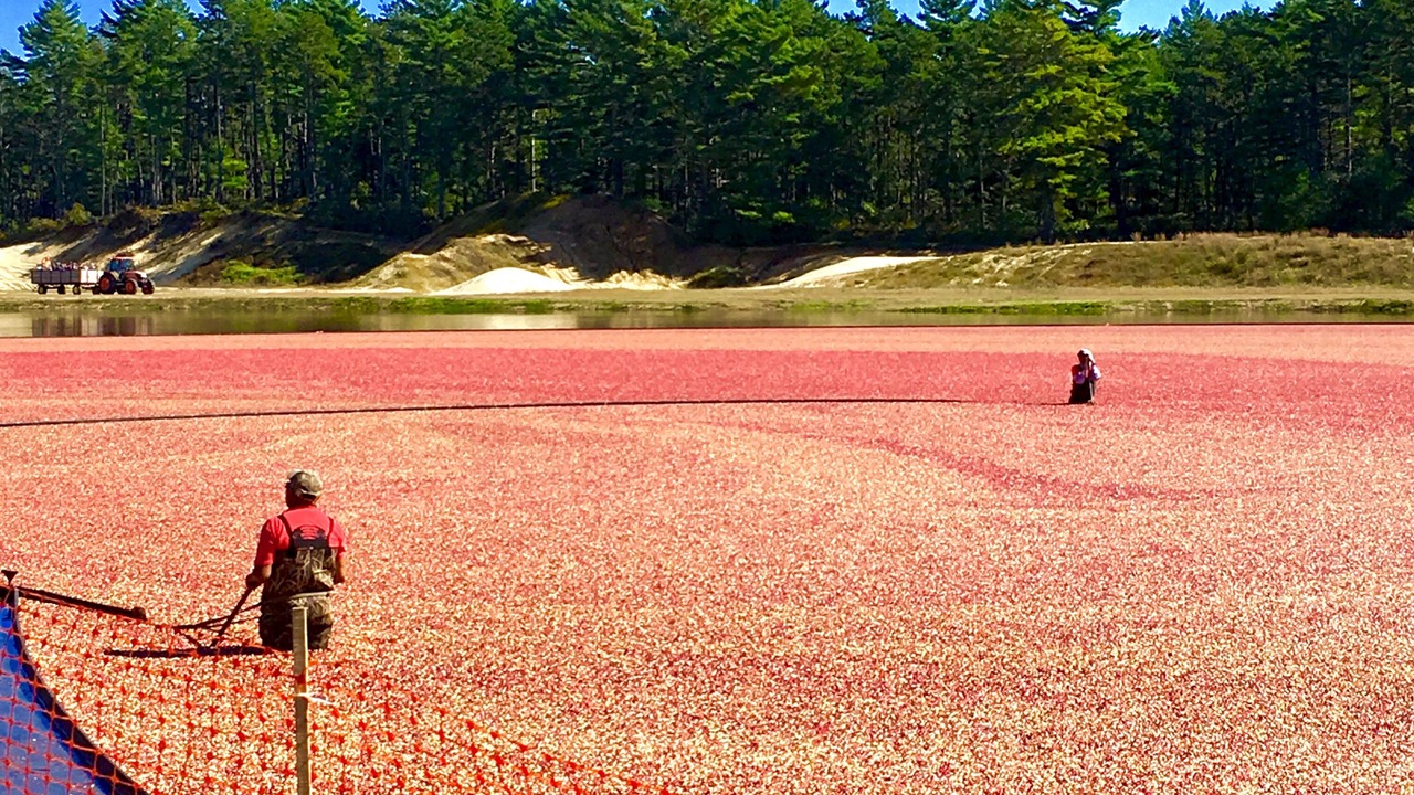 Photo of Others in Falmouth